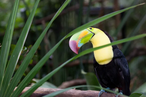Περίεργος toucan — Φωτογραφία Αρχείου