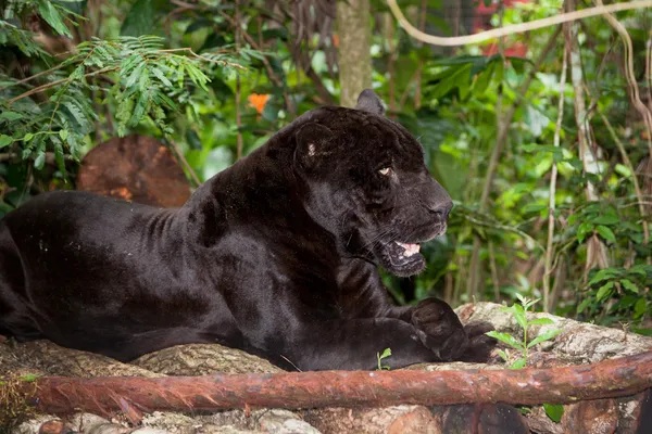 Ruhender schwarzer Panther — Stockfoto