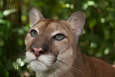 Puma gözler