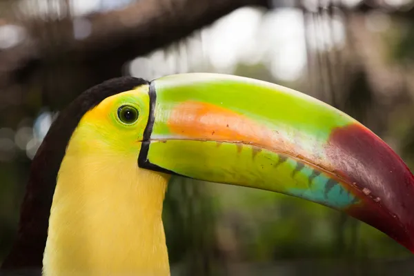 Close-up van toucan profiel — Stockfoto