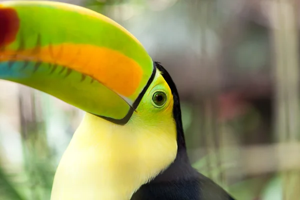Nieuwsgierig toucan close-up — Stockfoto