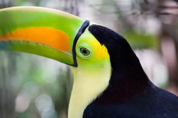 Close up van toucan oog — Stockfoto