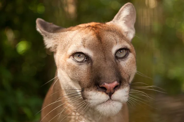 Cougar Portrait — Stock Photo, Image