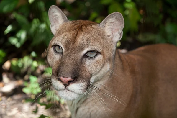 Puma portrét — Stock fotografie