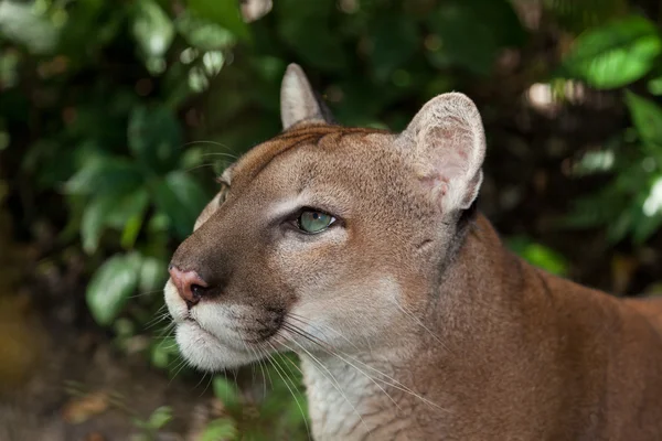 Puma profil — Stockfoto