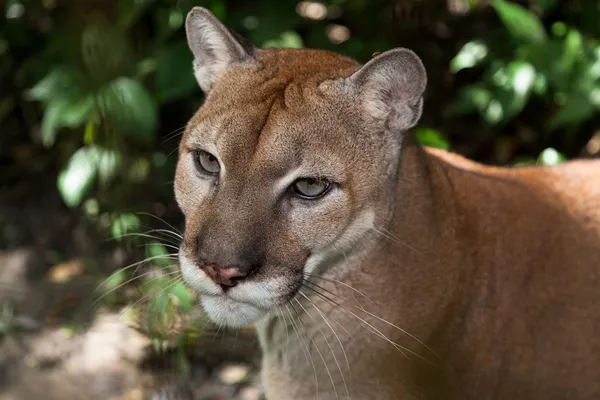 Puma cougar eyes Stock Photos, Royalty Free Puma cougar eyes Images |  Depositphotos