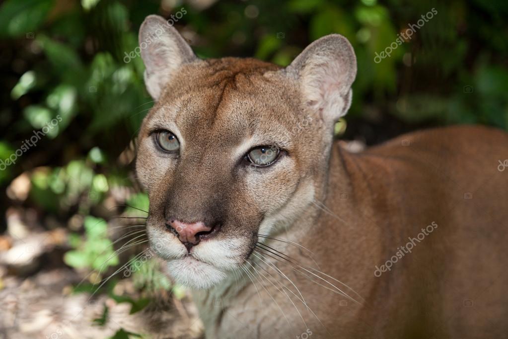 Portrait Puma image libre de droit par tamifreed © 38550149