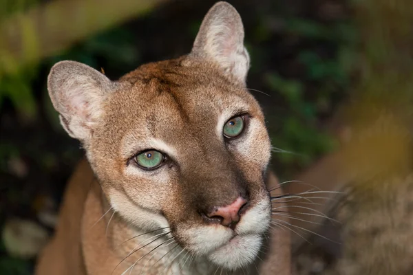 Verde ojos puma — Foto de Stock