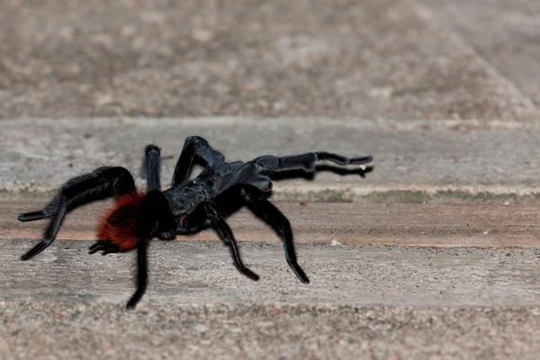 워킹 독 거미 — 스톡 사진