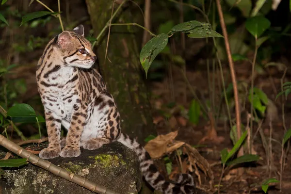 ocelot in de jungle