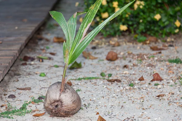 Kokosnuss anbauen — Stockfoto