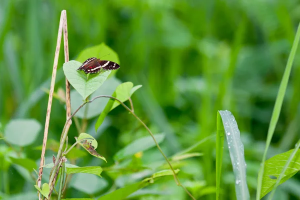 열 대 나비 — 스톡 사진