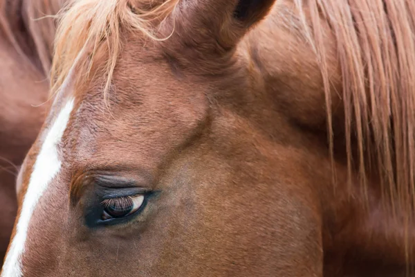 Close up van paard — Stockfoto