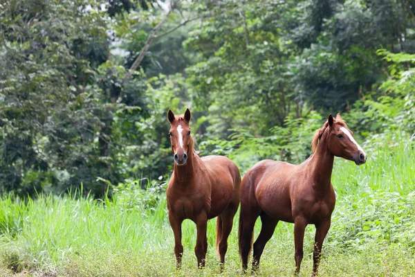 Paarden in de jungle — Stockfoto