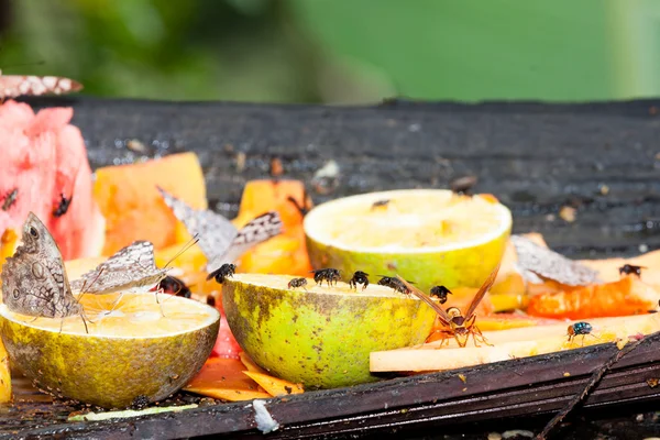 Insectos alimentándose de frutas — Foto de Stock