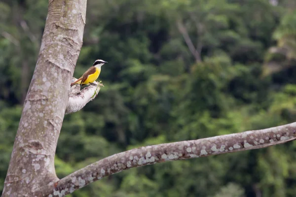 Μεγάλη kiskadee — Φωτογραφία Αρχείου