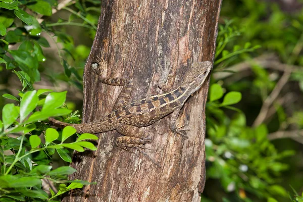 Lézard camouflé — Photo