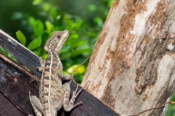 Lagarto fechar — Fotografia de Stock