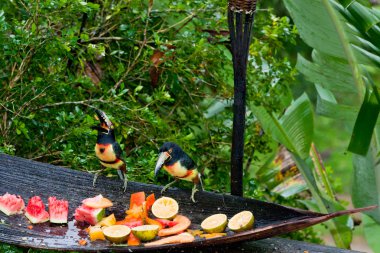 Aracari Toucans