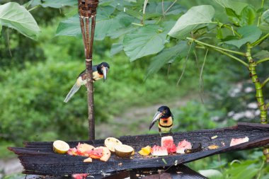 iki aracari toucans