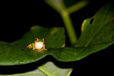 kırmızı göz ağaç kurbağası