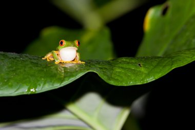 Belize kırmızı göz ağaç kurbağası