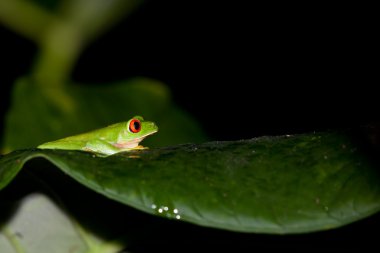 ağaç kurbağası profili