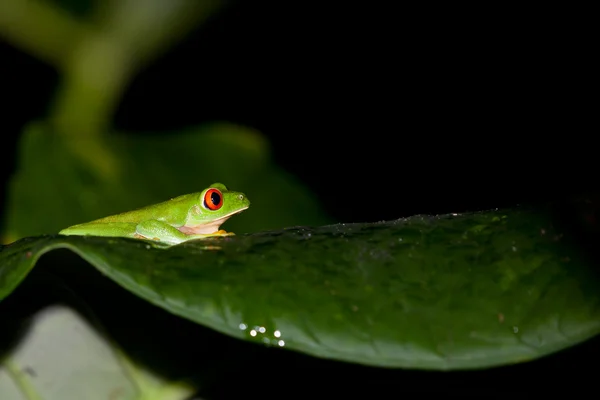 Деревна жаба профілю — стокове фото