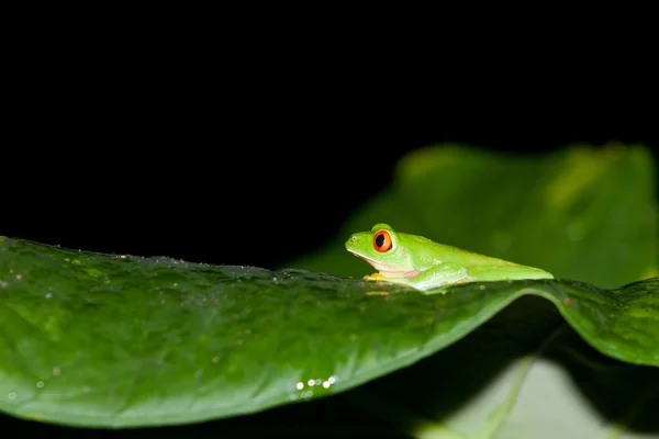 Perfil de Red Eye Tree Frog — Fotografia de Stock