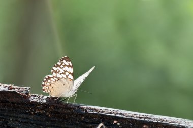 Grey Cracker Butterfly clipart