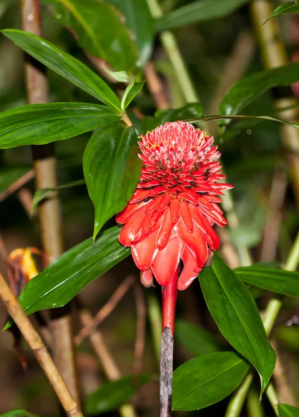 Wild Ginger Flower — Stock Photo, Image