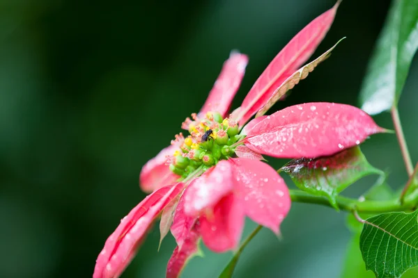 Pink Poinsettia with Bee — Stock Photo, Image