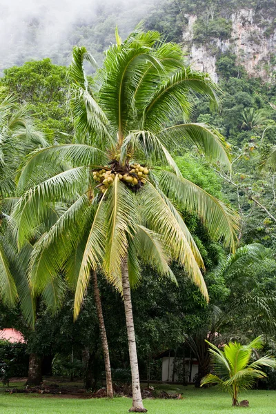 Palmera grande de coco — Foto de Stock