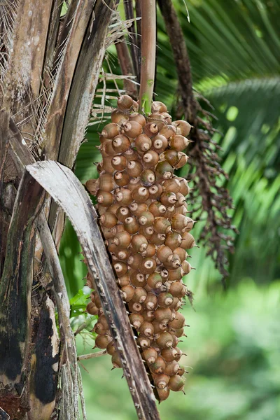 Trauben von Palmnüssen — Stockfoto