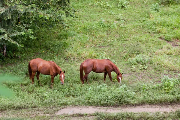 Paarden in een jungle veld — Stockfoto