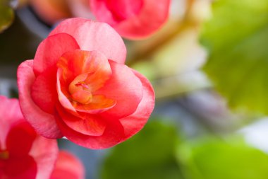 Begonia çiçek