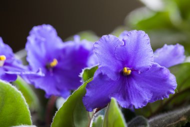 Mor african violet
