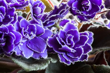 African Violet Plant clipart