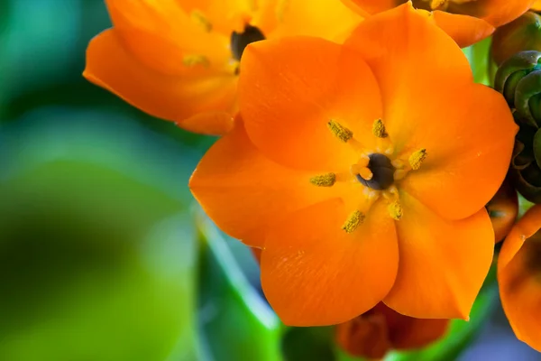 Orangensternblüte — Stockfoto