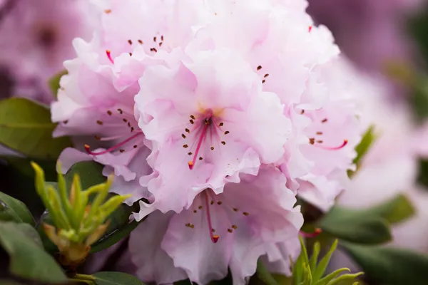Rhododendron blommor — Stockfoto
