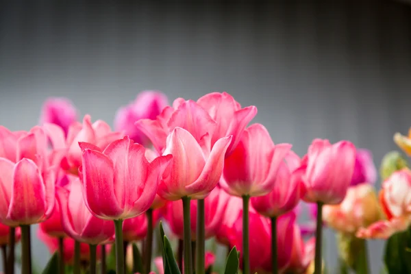 Närbild av rosa tulpaner — Stockfoto