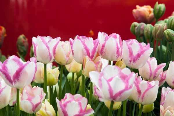 Vitt och rosa tulpaner — Stockfoto
