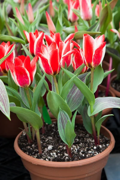 Červené a bílé tulipány — Stock fotografie