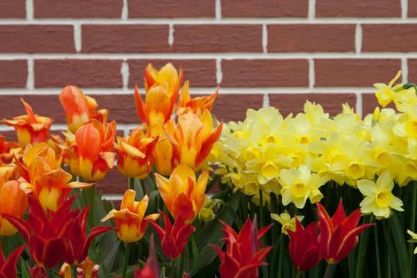 Flores da Primavera por Brick Wall — Fotografia de Stock
