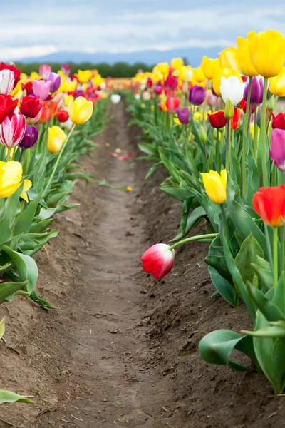 Bent Tulip in a Row — Stock Photo, Image