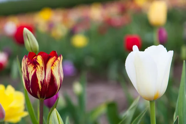 Contrasting Tulips — Stock Photo, Image