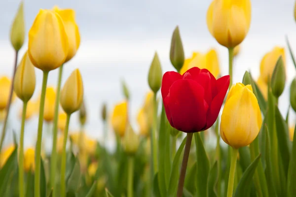 Un tulipano rosso in giallo — Foto Stock