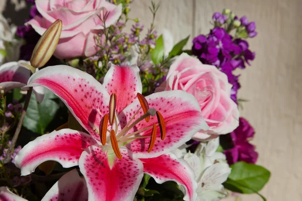 Pink and White Lily — Stock Photo, Image