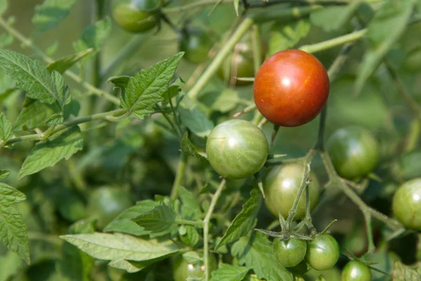 Один стиглі томати — стокове фото