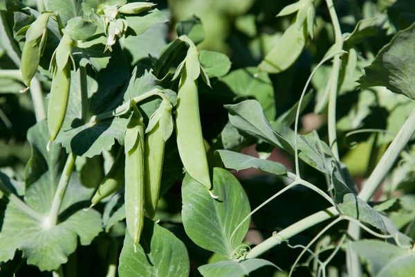 Pea Pods — Stock Photo, Image